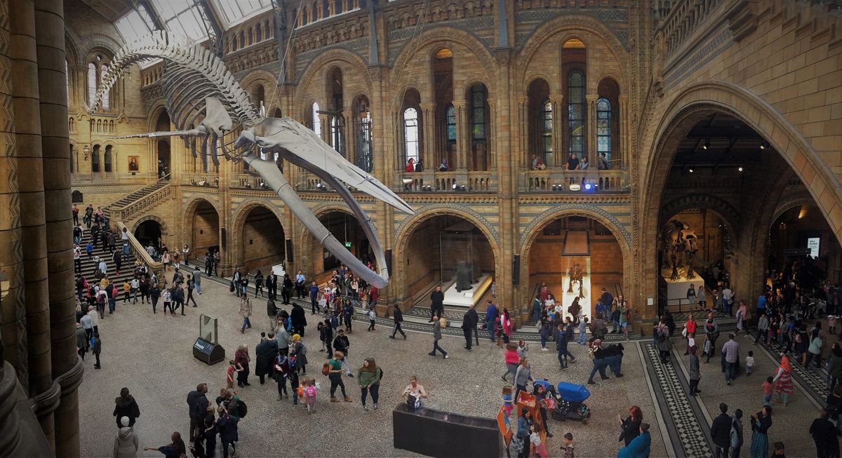 Explore Wonders of the Natural World at the Natural History Museum, UK