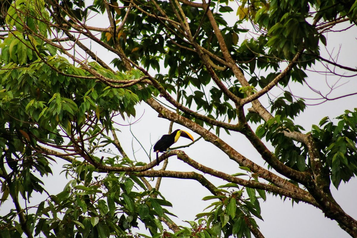 Chasing Waterfalls: La Fortuna Waterfall Adventure in Costa Rica