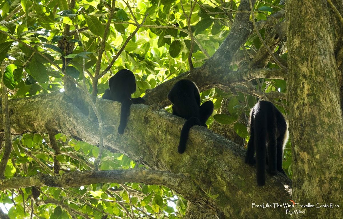 Discovering Biodiversity: Manuel Antonio National Park Guide